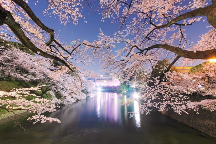Tokyo Cherry Blossom Night Tour – Private Yozakura Experience — photo 1