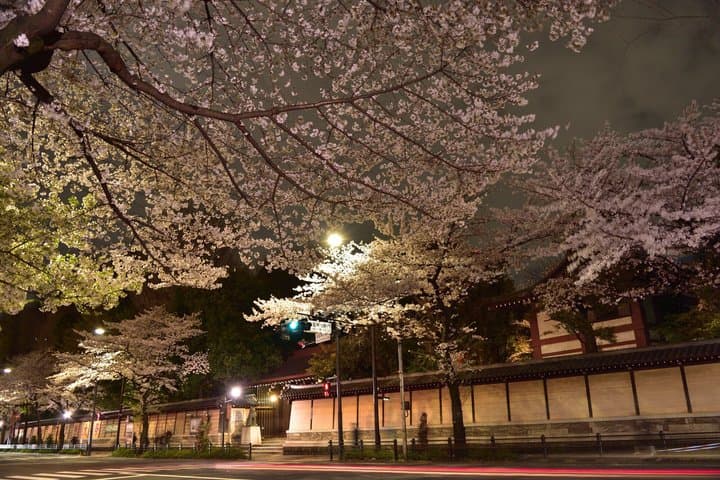 Tokyo Cherry Blossom Night Tour – Private Yozakura Experience — photo 10