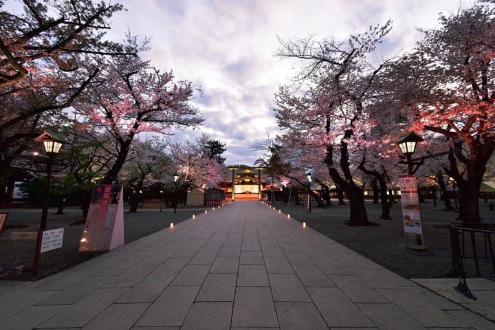 Tokyo Cherry Blossom Night Tour – Private Yozakura Experience — photo 18