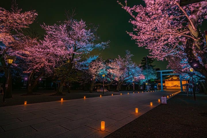Tokyo Cherry Blossom Night Tour – Private Yozakura Experience — photo 15