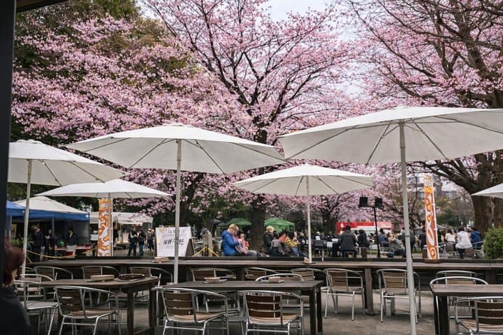Yasukuni Shrine Shiba Inu Walk: Explore Tokyo’s Quiet Side — photo 2