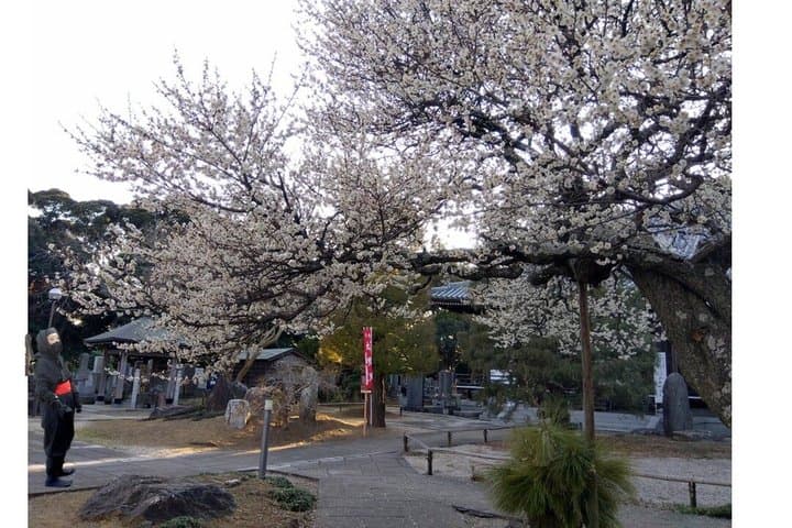 Ninja Explores Old Samurai Residences in Sakura — photo 16
