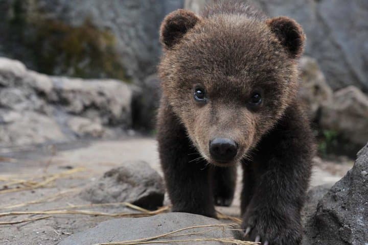 Noboribetsu Bear Park Ticket | Hokkaido — photo 12