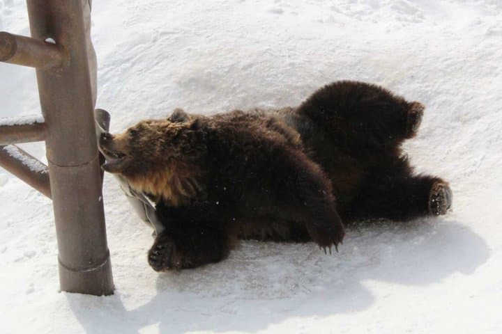 Noboribetsu Bear Park Ticket | Hokkaido — photo 8