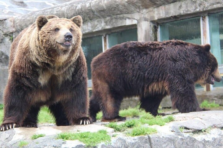 Noboribetsu Bear Park Ticket | Hokkaido — photo 10