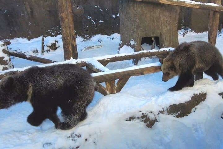 Noboribetsu Bear Park Ticket | Hokkaido — photo 13