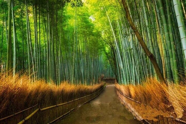 Arashiyama SanzenIn and Bamboo Forest Day Tour — photo 5