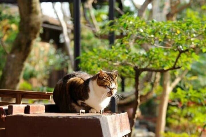 Arashiyama SanzenIn and Bamboo Forest Day Tour — photo 7