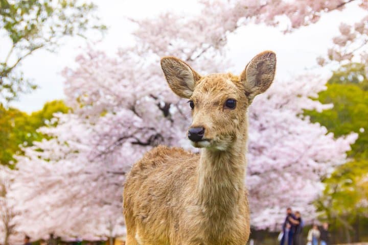 Best of Kyoto and Nara Highlights Day Tour from Osaka (7~9 spots) — photo 4