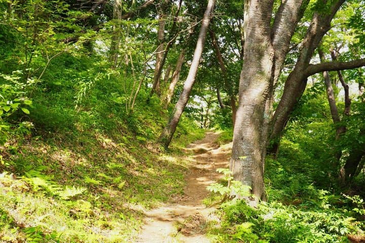 Kamakura Heritage and Nature Hiking Experience — photo 10