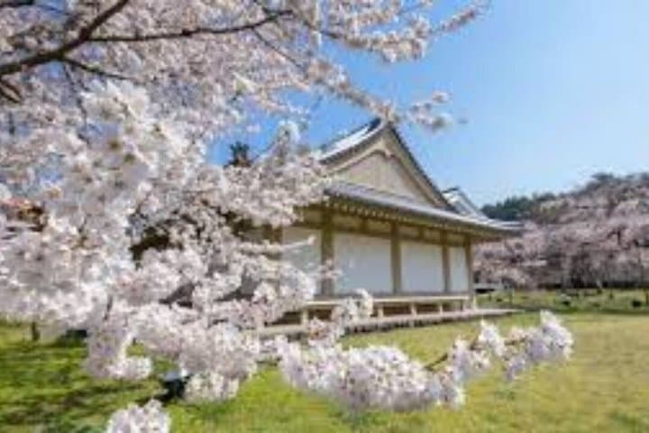 Kyoto Cherry Blossom Private Tour Boat Ride Experience — photo 10