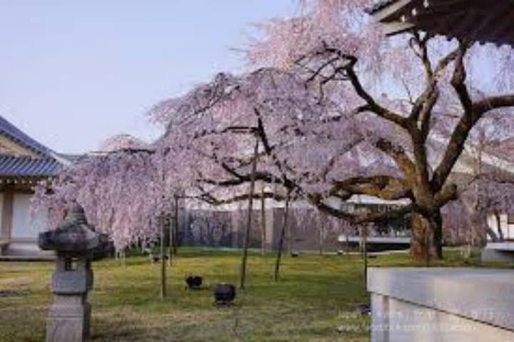 Kyoto Cherry Blossom Private Tour Boat Ride Experience — photo 11