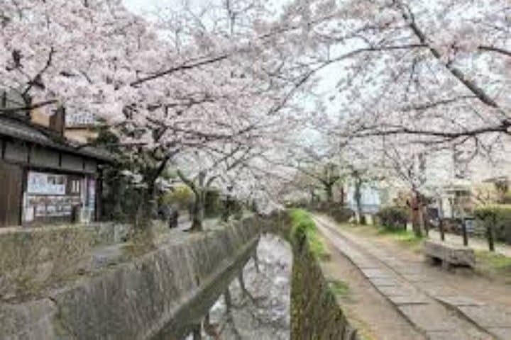 Kyoto Cherry Blossom Private Tour Boat Ride Experience — photo 12