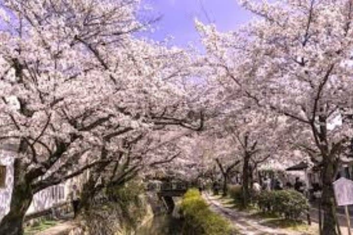 Kyoto Cherry Blossom Private Tour Boat Ride Experience — photo 13