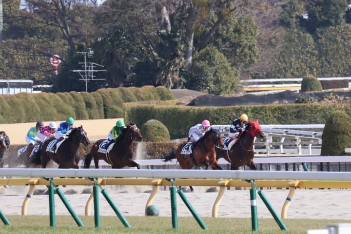 Horse Racing Tour with Local Fans in Nakayama Racecourse — photo 16