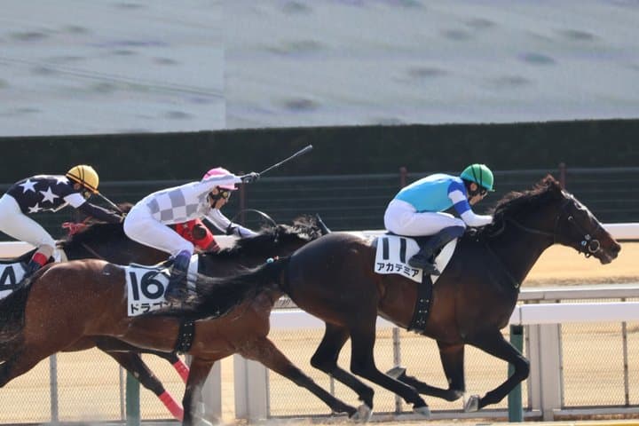 Horse Racing Tour with Local Fans in Nakayama Racecourse — photo 17