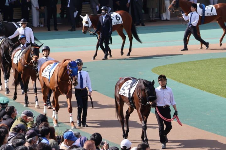 Horse Racing Tour with Local Fans in Nakayama Racecourse — photo 18