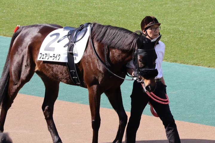 Horse Racing Tour with Local Fans in Nakayama Racecourse — photo 19