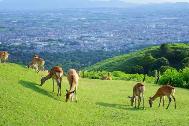 Nara and Uji Private Custom Tour from Kyoto — photo 3