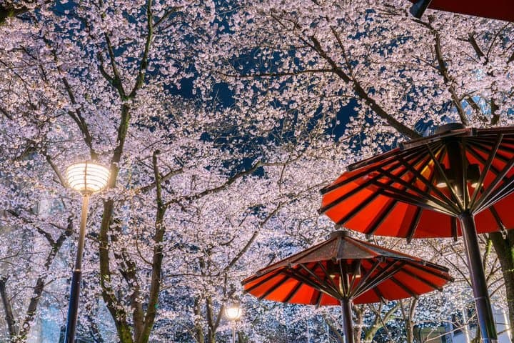 Tokyo Cherry Blossom Night Tour – Private Yozakura Experience — photo 3