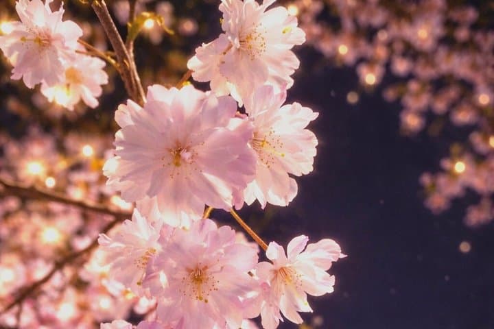 Tokyo Cherry Blossom Night Tour – Private Yozakura Experience — photo 19