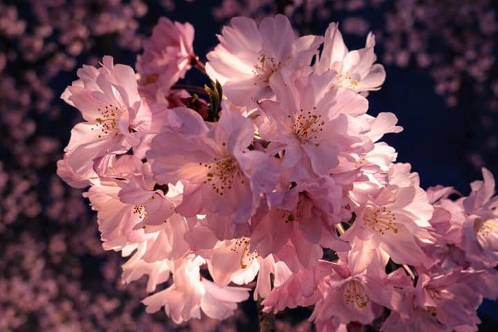Tokyo Cherry Blossom Night Tour – Private Yozakura Experience — photo 12