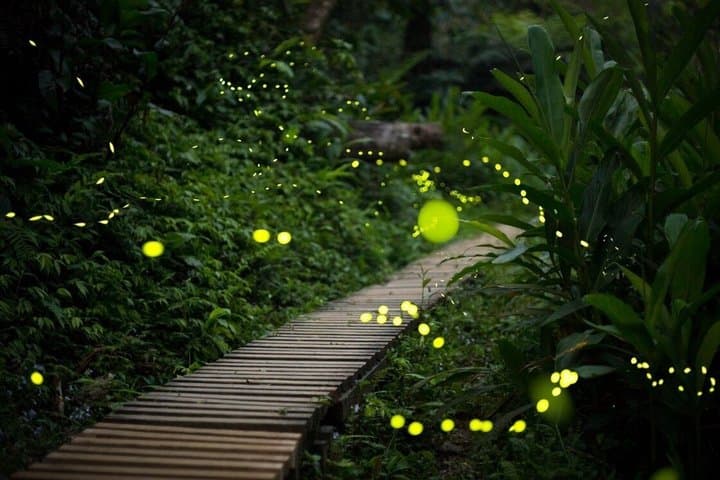 Iriomote Island Yaeyama Firefly Guided Night Tour March to May — photo 20