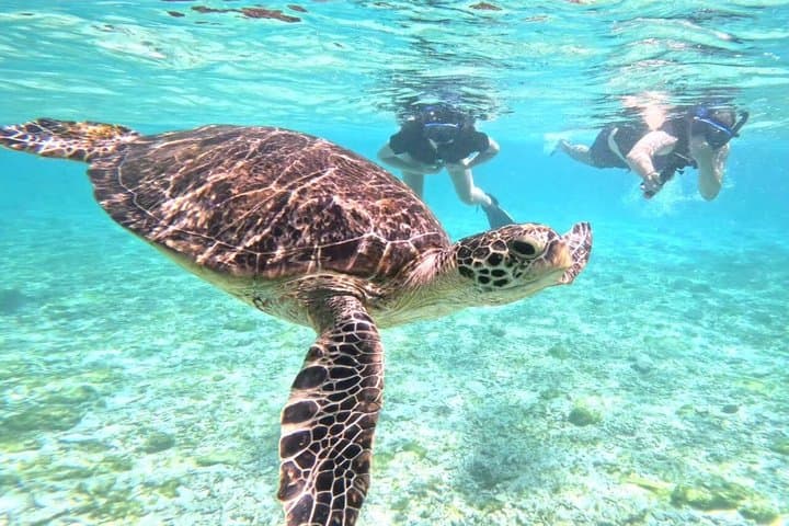 Okinawa Iriomote Island 1 Day Trip OK from Ishigaki Island!Complimentary photo data and equipment rental for Balas Island Snorkeling & Yufu Island Sightseeing — photo 12