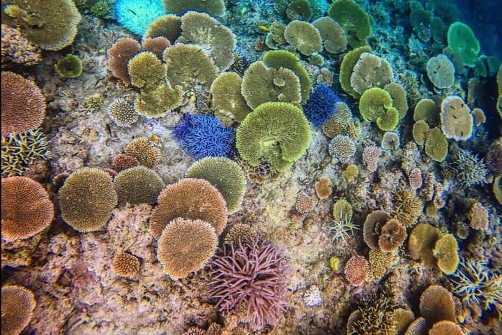 Okinawa Iriomote Island 1 Day Trip OK from Ishigaki Island!Complimentary photo data and equipment rental for Balas Island Snorkeling & Yufu Island Sightseeing — photo 5