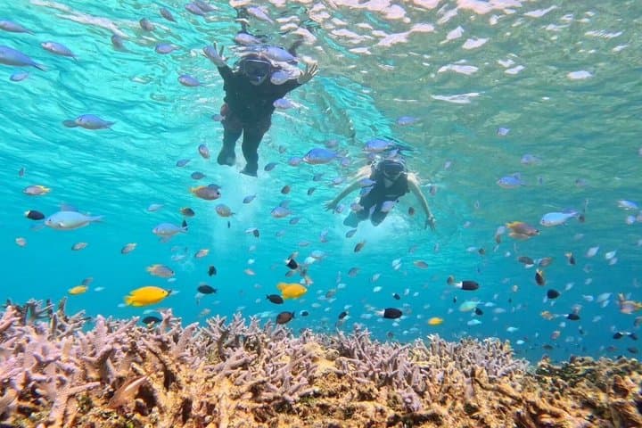 Okinawa Iriomote Island 1 Day Trip OK from Ishigaki Island!Complimentary photo data and equipment rental for Balas Island Snorkeling & Yufu Island Sightseeing — photo 15