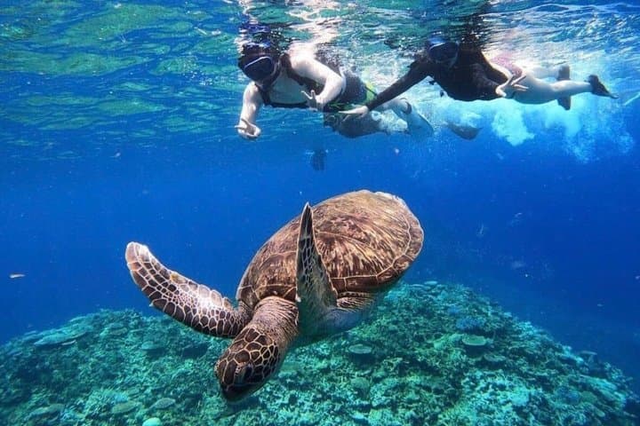 Okinawa Iriomote Island 1 Day Trip OK from Ishigaki Island!Complimentary photo data and equipment rental for Balas Island Snorkeling & Yufu Island Sightseeing — photo 17