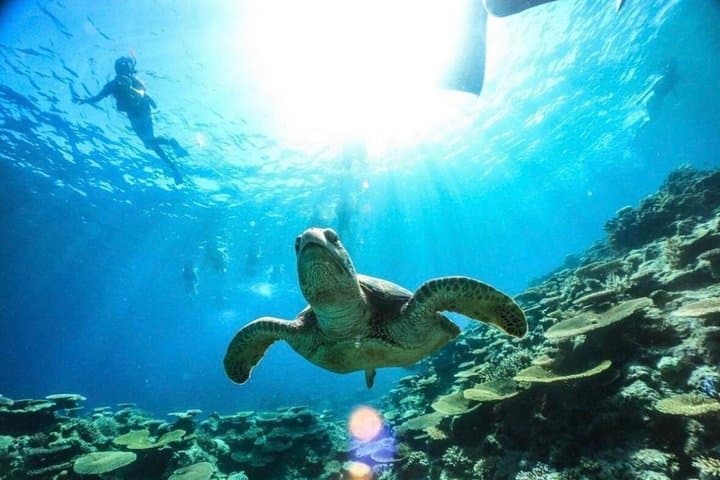 Okinawa Iriomote Island 1 Day Trip OK from Ishigaki Island!Complimentary photo data and equipment rental for Balas Island Snorkeling & Yufu Island Sightseeing — photo 4