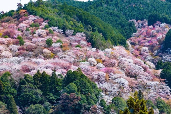 Explore the Sacred Past of Mount Yoshino from Osaka — photo 3