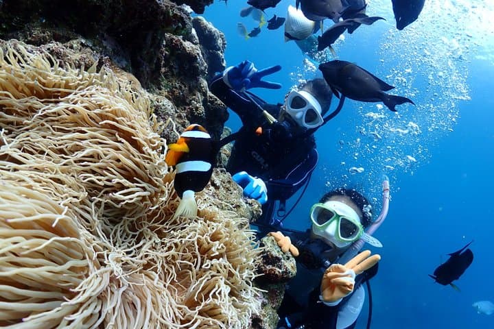 Blue Cave Area Experience Diving!Free feeding & photo images Chinese guide available!1 group with a dedicated instructor — photo 10