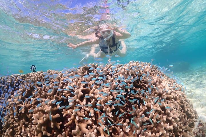 Snorkeling in Miyakojima- Fluent English! Small group! — photo 7