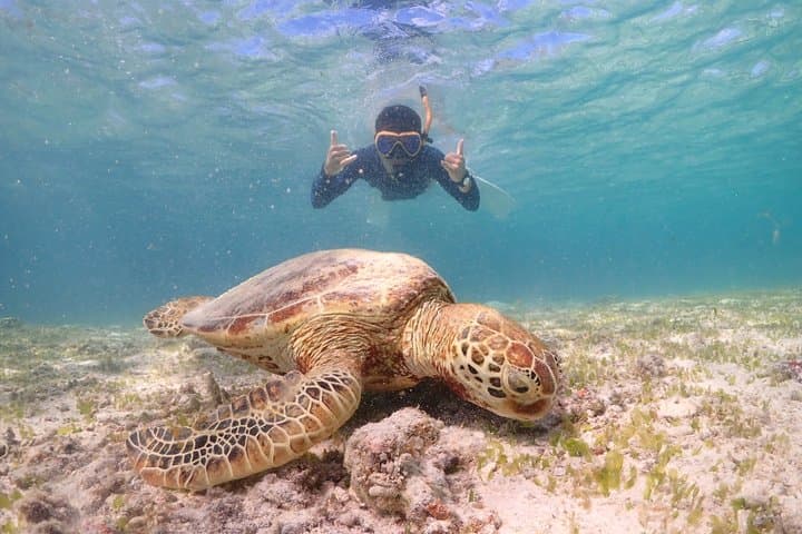 Snorkeling in Miyakojima- Fluent English! Small group! — photo 11