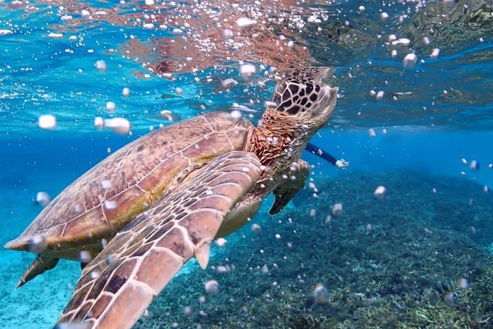 Snorkeling in Miyakojima- Fluent English! Small group! — photo 20