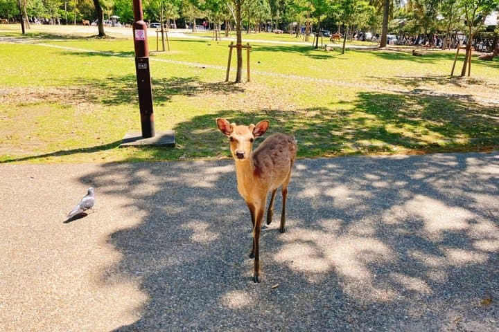 Kyoto Osaka Nara Fushimi Inari Taisha Arashiyama Bus Tour — photo 10