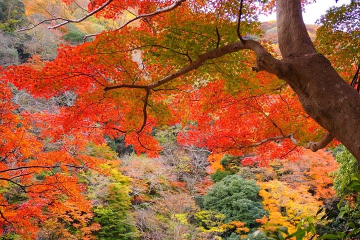 Kyoto Hidden Gems to Arashiyama Private Tour Crafts and Stadium — photo 7