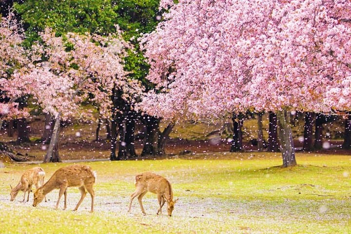 Osaka Kyoto: Nijo Castle, Nara, Arashiyama, Day Trip by Bus — photo 4