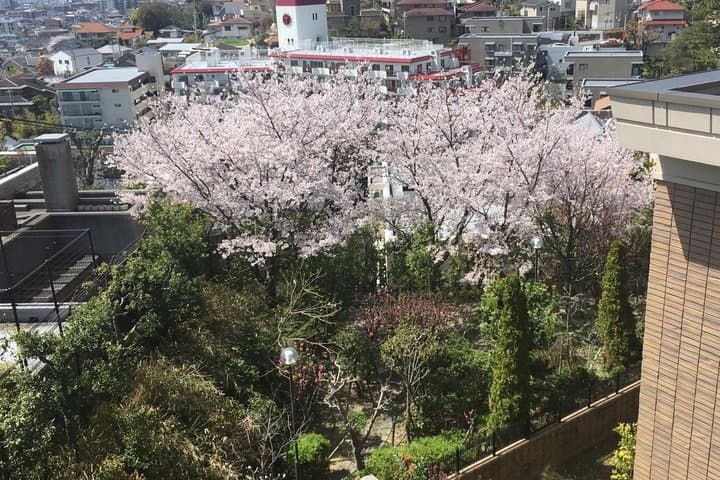 A Photo Shooting Hidden Gem Tour for Sakura Cherry Blossom Season — photo 4