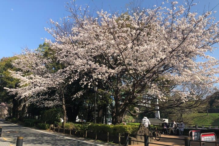 A Photo Shooting Hidden Gem Tour for Sakura Cherry Blossom Season — photo 5