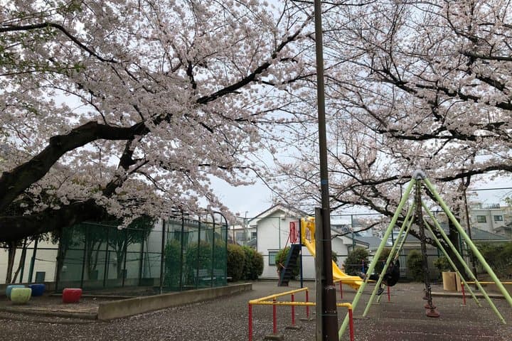 A Photo Shooting Hidden Gem Tour for Sakura Cherry Blossom Season — photo 6
