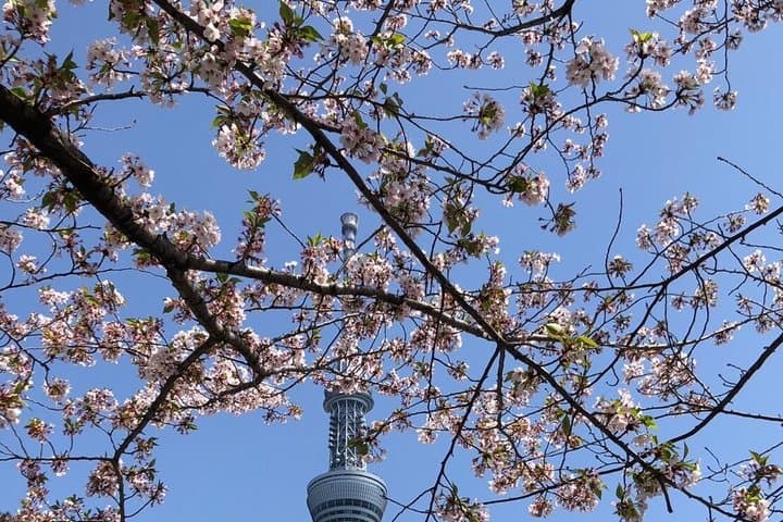 A Photo Shooting Hidden Gem Tour for Sakura Cherry Blossom Season — photo 7
