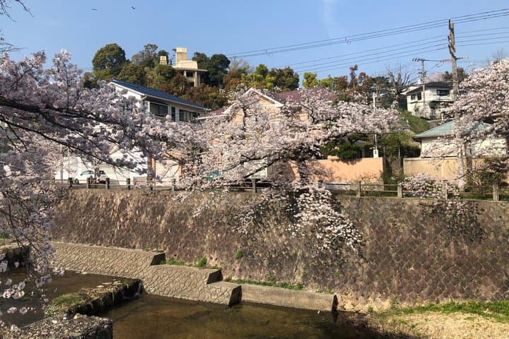 A Photo Shooting Hidden Gem Tour for Sakura Cherry Blossom Season — photo 3