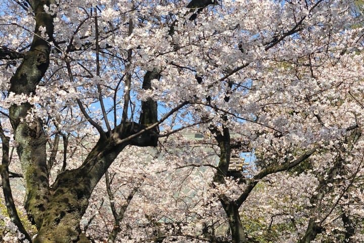 A Photo Shooting Hidden Gem Tour for Sakura Cherry Blossom Season — photo 8
