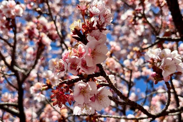 Exclusive Private Imperial Palace=Emperor&(SHOGUN)WI TOKYO NATIVE — photo 3
