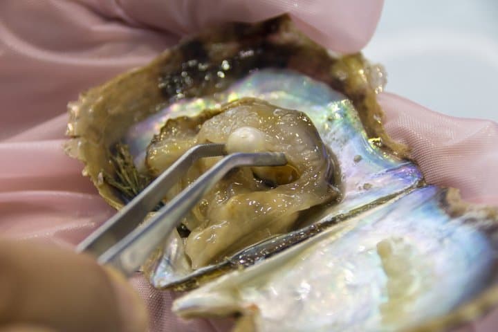Mie: Mikimoto Pearl Island and the Birth of Cultured Pearls — photo 5