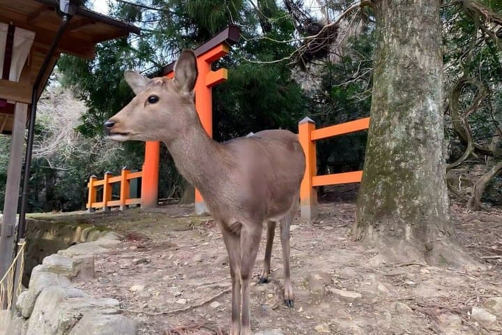 From Osaka: Kyoto and Nara Day Trip — photo 7