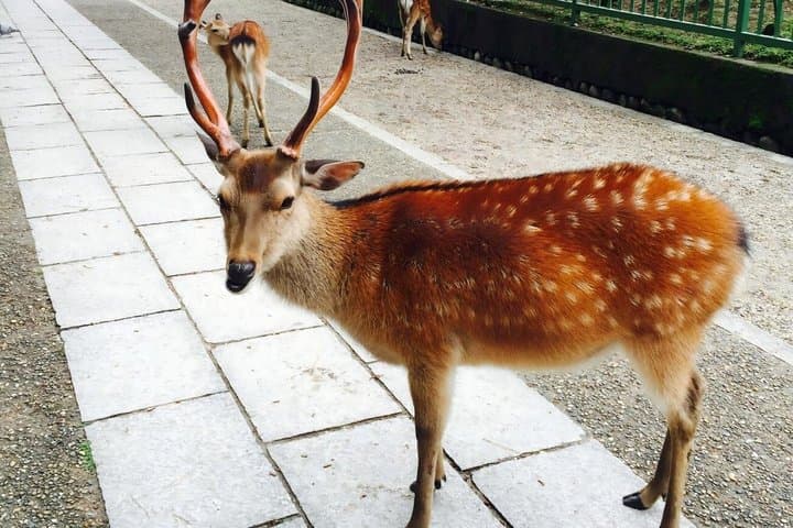 From Osaka: Kyoto and Nara Day Trip — photo 8